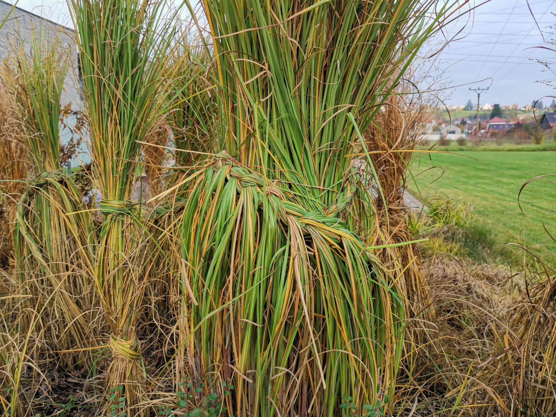 Vázání trav, pletení